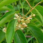 Fioritura Mini Kiwi autofertile Actinidia arguta issai