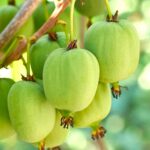 Frutto Mini Kiwi autofertile Actinidia arguta issai