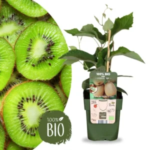 Kiwi Autofertile 'Jenny'