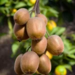 Kiwi Autofertile 'Jenny' frutti