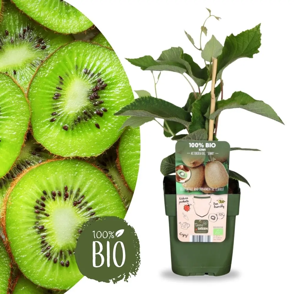 Kiwi Autofertile 'Jenny'