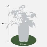 Lampone giallo Rubus ideaus 'Autumn Amber' dimensione