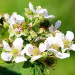 Lampone giallo Rubus ideaus 'Autumn Amber' fiore