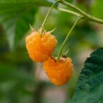 Lampone giallo Rubus ideaus 'Autumn Amber' frutto
