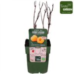 Lampone giallo Rubus ideaus 'Autumn Amber' inverno