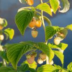 Lampone giallo Twotimer 'Sugana Yellow' frutto 2