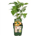 Lampone giallo Twotimer 'Sugana Yellow' pianta