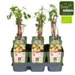 Lampone giallo Twotimer 'Sugana Yellow' quantità