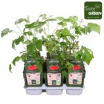 Lampone rosso 'Malling Promise' quantità