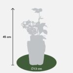 Lampone rosso Rubus idaeus 'Autumn First' dimensione