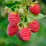 Lampone rosso Rubus idaeus 'Autumn First' frutto