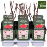 Lampone rosso Rubus idaeus 'Autumn First' inverno