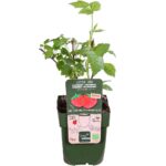 Lampone rosso Rubus idaeus 'Autumn First' pianta