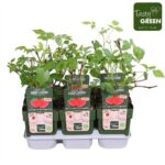 Lampone rosso Rubus idaeus 'Autumn First' pack