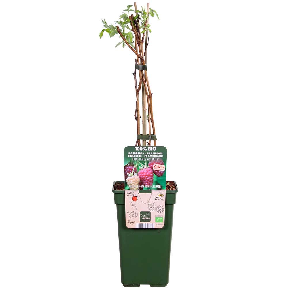 Lampone-rosso-Rubus-idaeus-'Naschmich'-pianta Lampone rosso Rubus idaeus 'Naschmich' pianta