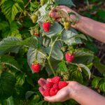 Lampone rosso Twotimer 'Sugana Red' frutto