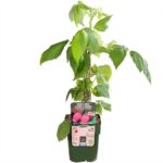 Lampone rosso Twotimer 'Sugana Red' pianta