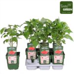 Lampone rosso Twotimer 'Sugana Red' quantità