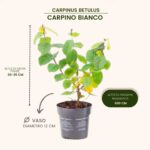 siepe carpinus betulus carpino bianco pianta in vendita online