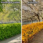 siepe carpinus betulus carpino bianco fogliame