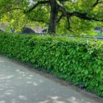 siepe carpinus betulus carpino bianco fogliame primavera estate