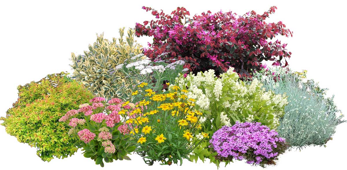 Aiuola Multi-Colore 1 piante