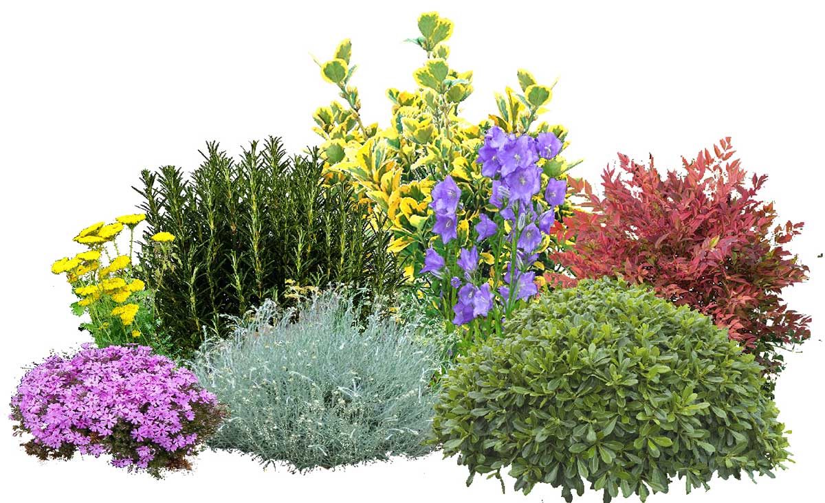 Aiuola Multi-Colore 2 piante