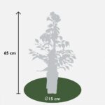 Campsis Summer Jazz 'Fire Trumpet' dimensioni