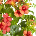 Campsis Summer Jazz 'Fire Trumpet' fiore