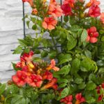 Campsis Summer Jazz 'Fire Trumpet' fiori