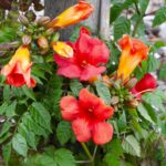 Campsis Summer Jazz 'Fire Trumpet' fioritura