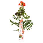 Campsis Summer Jazz 'Fire Trumpet' pianta