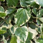 Hedera colchica 'Dentata Variegata' foglie