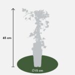 Hedera helix 'Goldheart' dimensioni