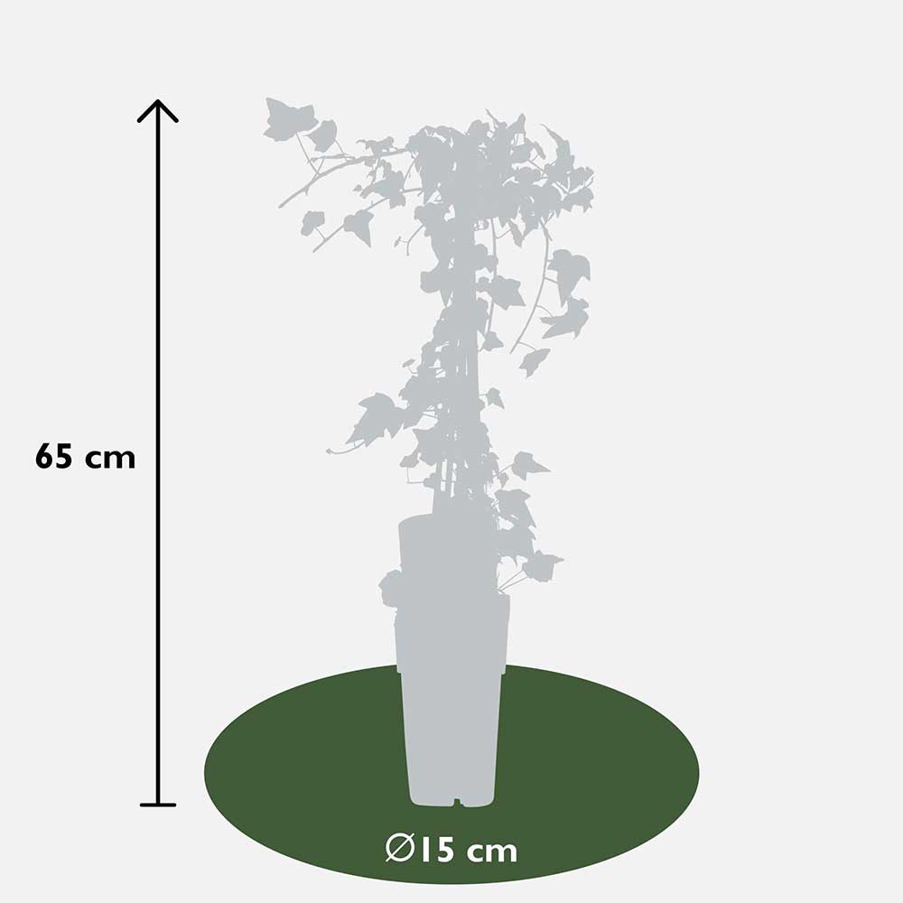 Hedera helix 'Goldheart' dimensioni