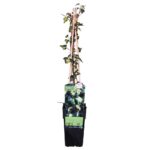 Hedera helix 'Goldheart' pianta 2