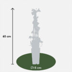 Hedera hibernica - Edera dimensioni