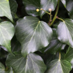 Hedera hibernica - Edera foglia