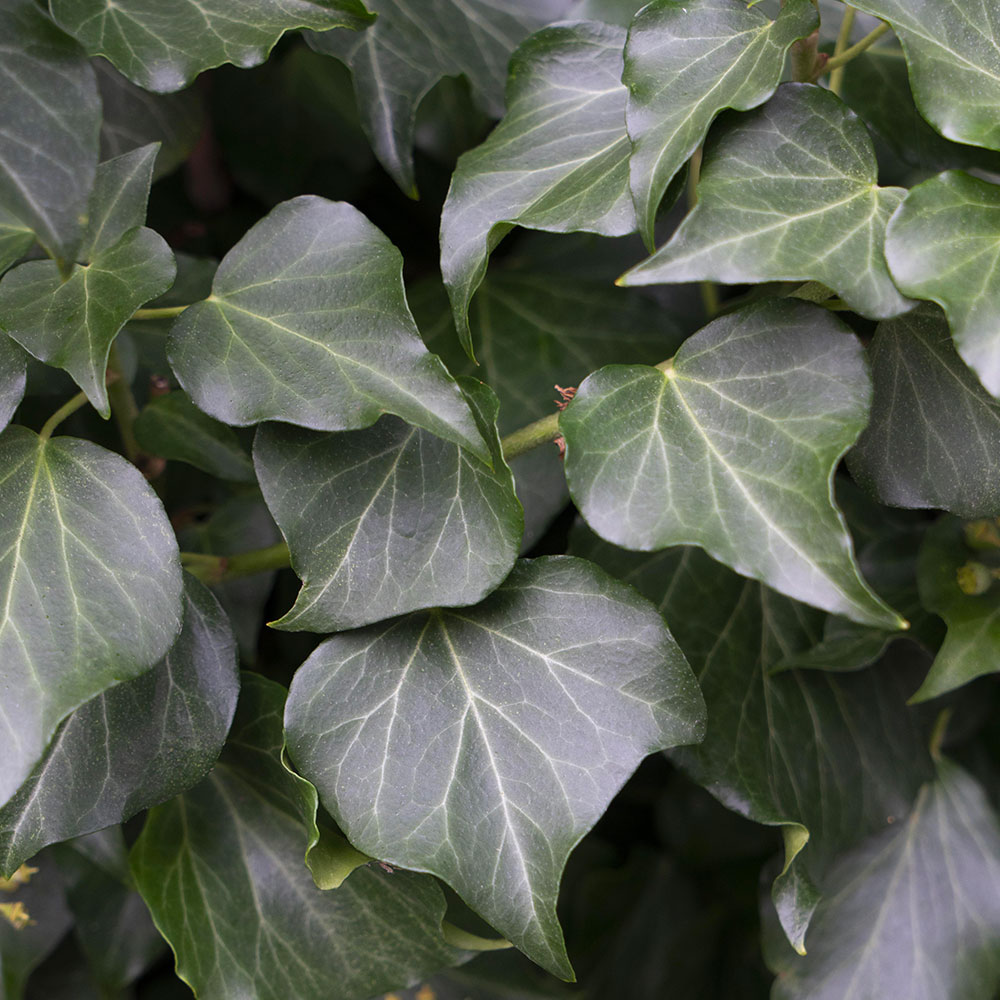 Hedera-hibernica---Edera-foglie Hedera hibernica - Edera foglie