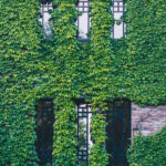 Hedera hibernica - Edera muro