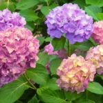 Hydrangea macrophylla