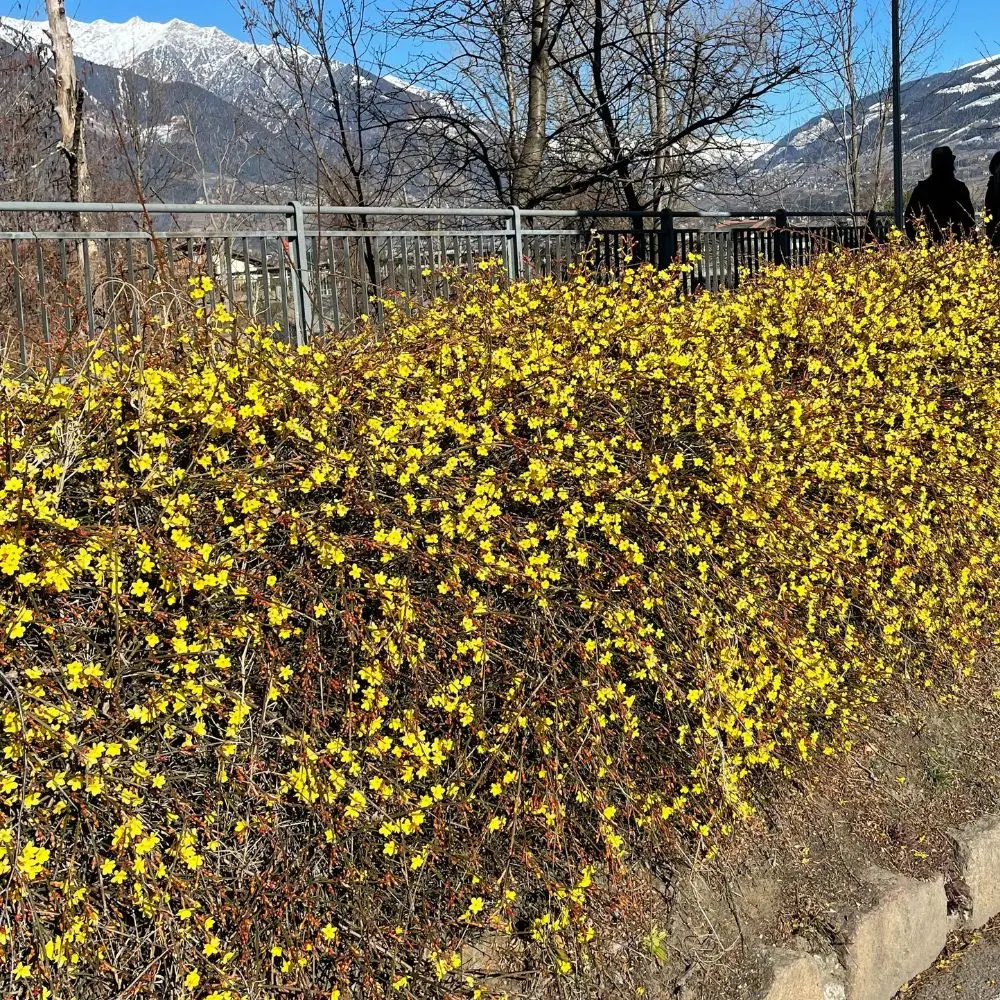 Jasminum nudiflorum fioritura inverno