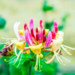 Lonicera henryi fiore