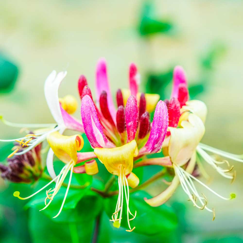 Lonicera henryi fiore