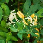 Lonicera japonica 'Halliana' fiore