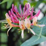 Lonicera periclymenum 'Belgica' fiore