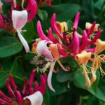 Lonicera periclymenum cap. 'Imperial' fiore