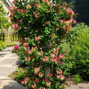 Lonicera periclymenum cap. 'Imperial' pianta adulta