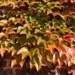 Parthenocissus tricuspidata 'Veitch Boskoop' foglie autunno