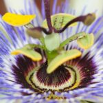 Passiflora caerulea dettaglio